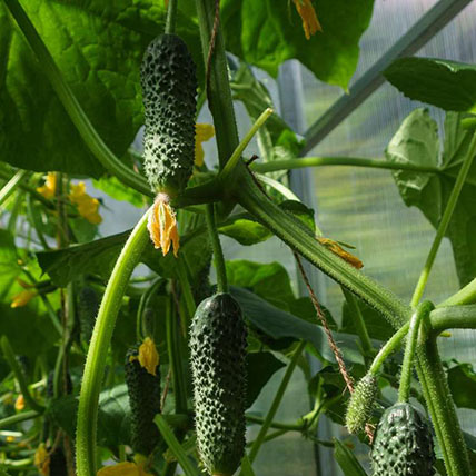 Cornichon