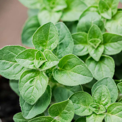 Oregano